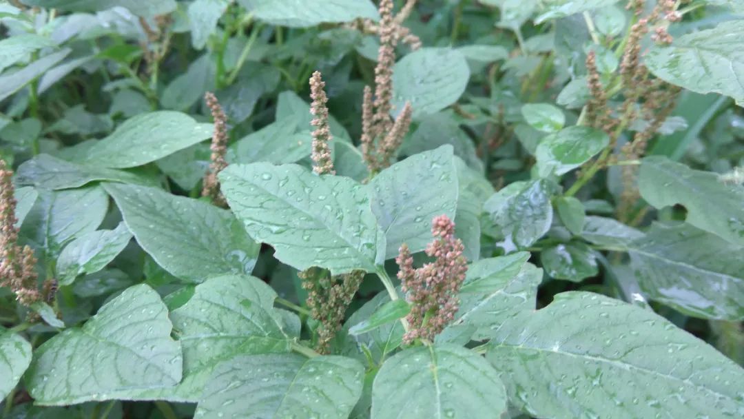 文丨心珠漫漫排版丨心珠漫漫——人青菜,也叫玉谷菜,其实就是野苋菜