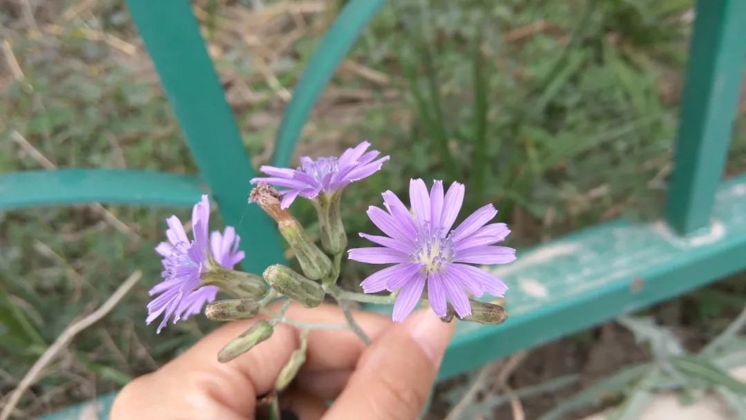 紫花山莴苣丨苦菜中的极品,吃过吗?- "点我"兰州同城