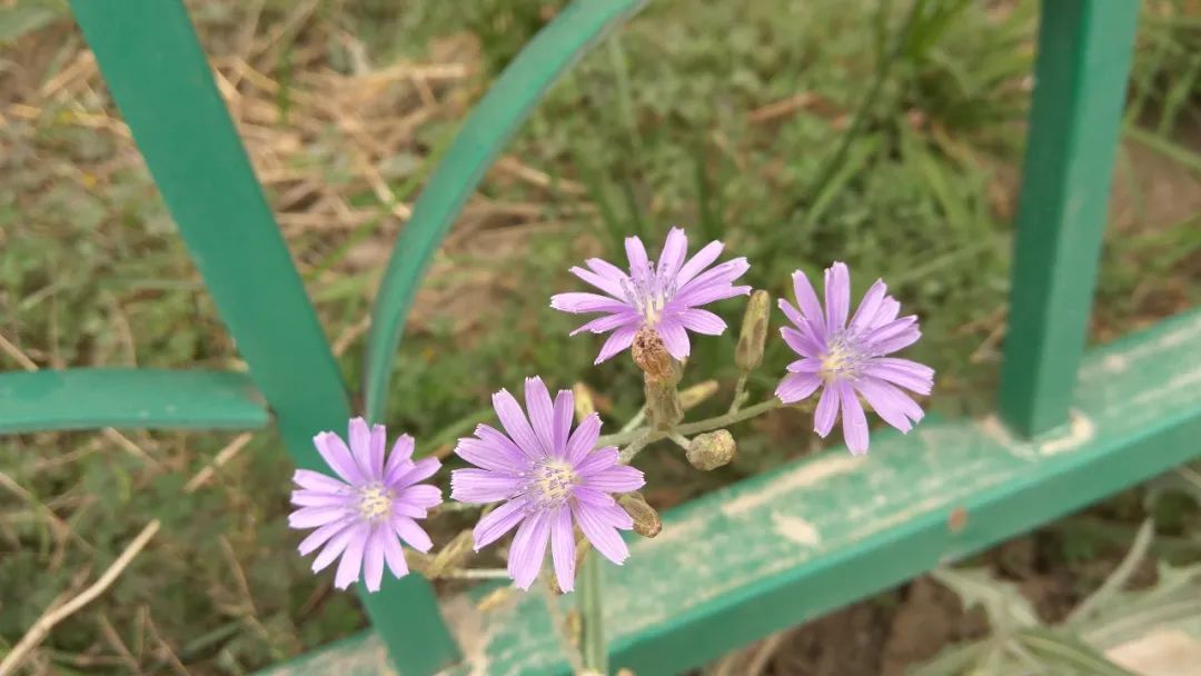 紫花山莴苣丨苦菜中的极品,吃过吗?- "点我"兰州同城