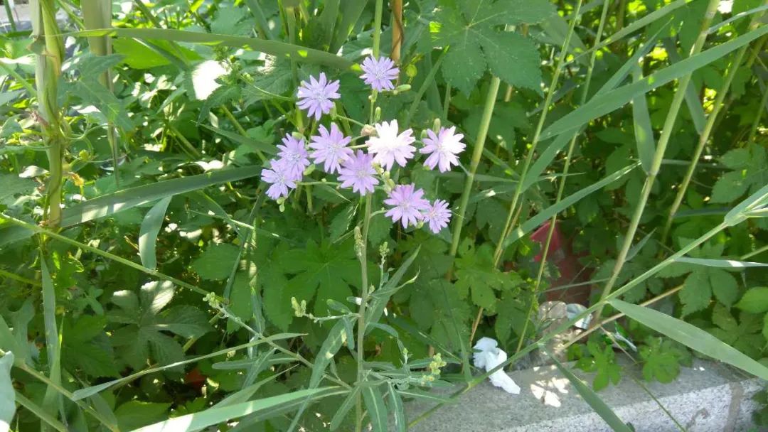 紫花山莴苣丨苦菜中的极品,吃过吗?- "点我"兰州同城