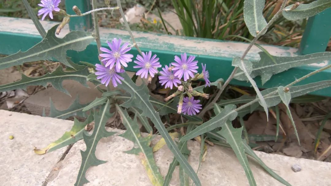 紫花山莴苣丨苦菜中的极品,吃过吗?- "点我"兰州同城