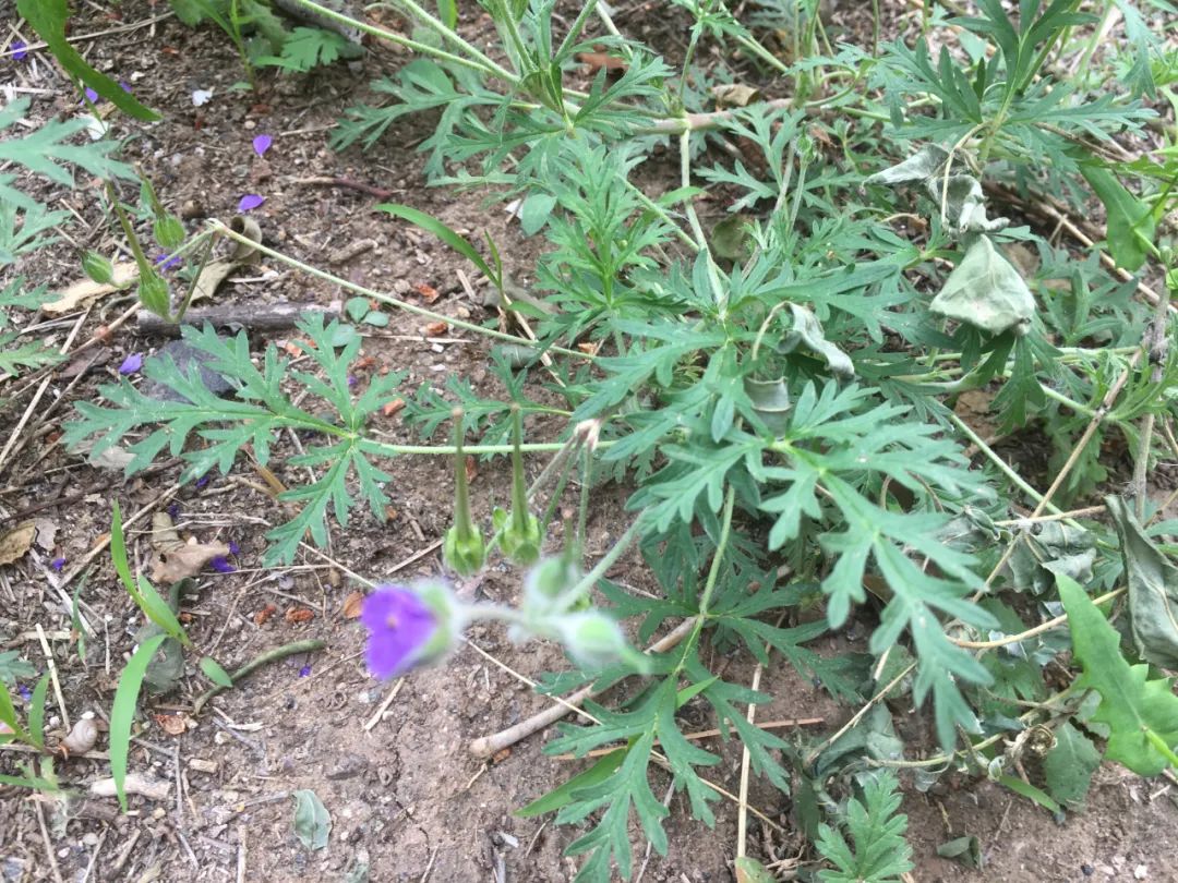 农村常见的鸭嘴草,有什么作用?- "点我"德州同城