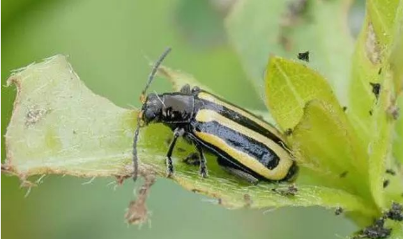 水花生丨作为饲料引入的植物,为何成了"烫手山芋"?- "点我"总站