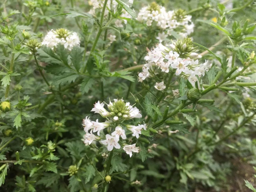 澤珍珠菜丨驚豔的