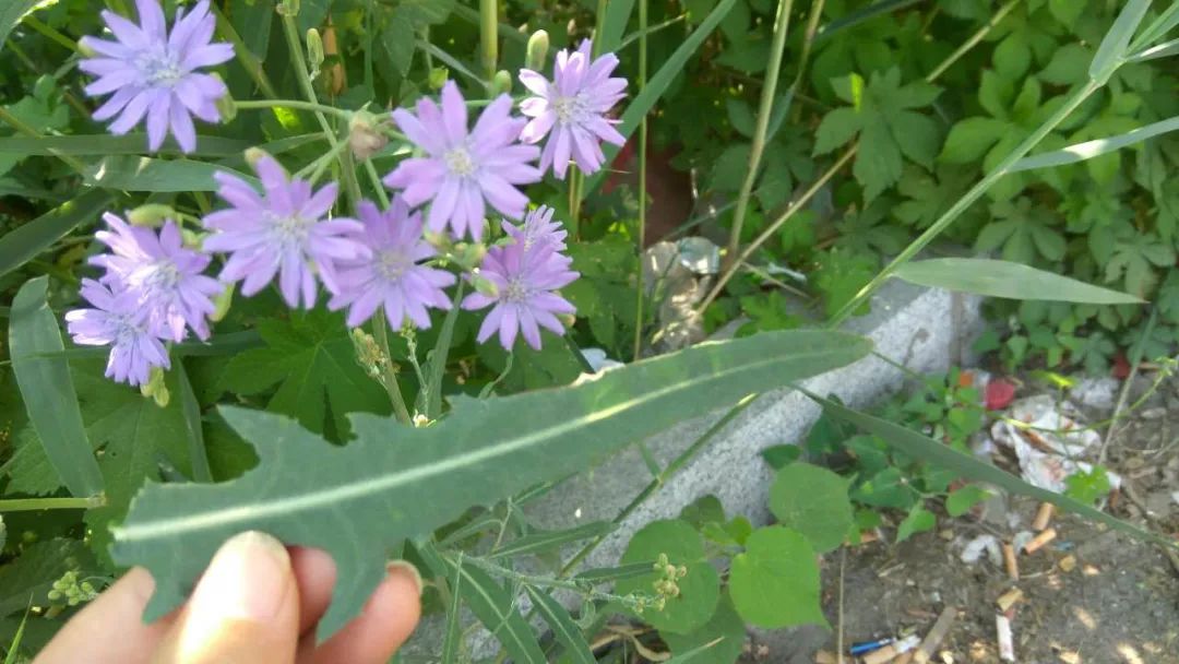 紫花山莴苣