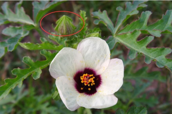 3种叫"灯笼花儿"的野菜,都能吃吗?- "点我"辉县同城