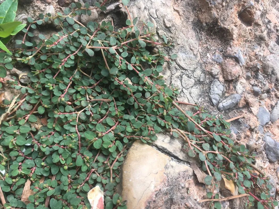 文丨心珠漫漫 排版丨心珠漫漫農村田野有一種鋪地而生的雜草,跟馬齒