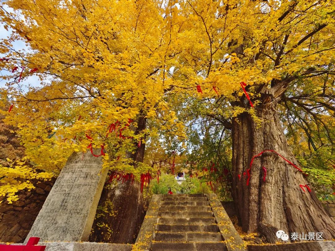 泰山玉泉寺|千年银杏黄满枝,又到最美赏叶时- "点我"泰安同城